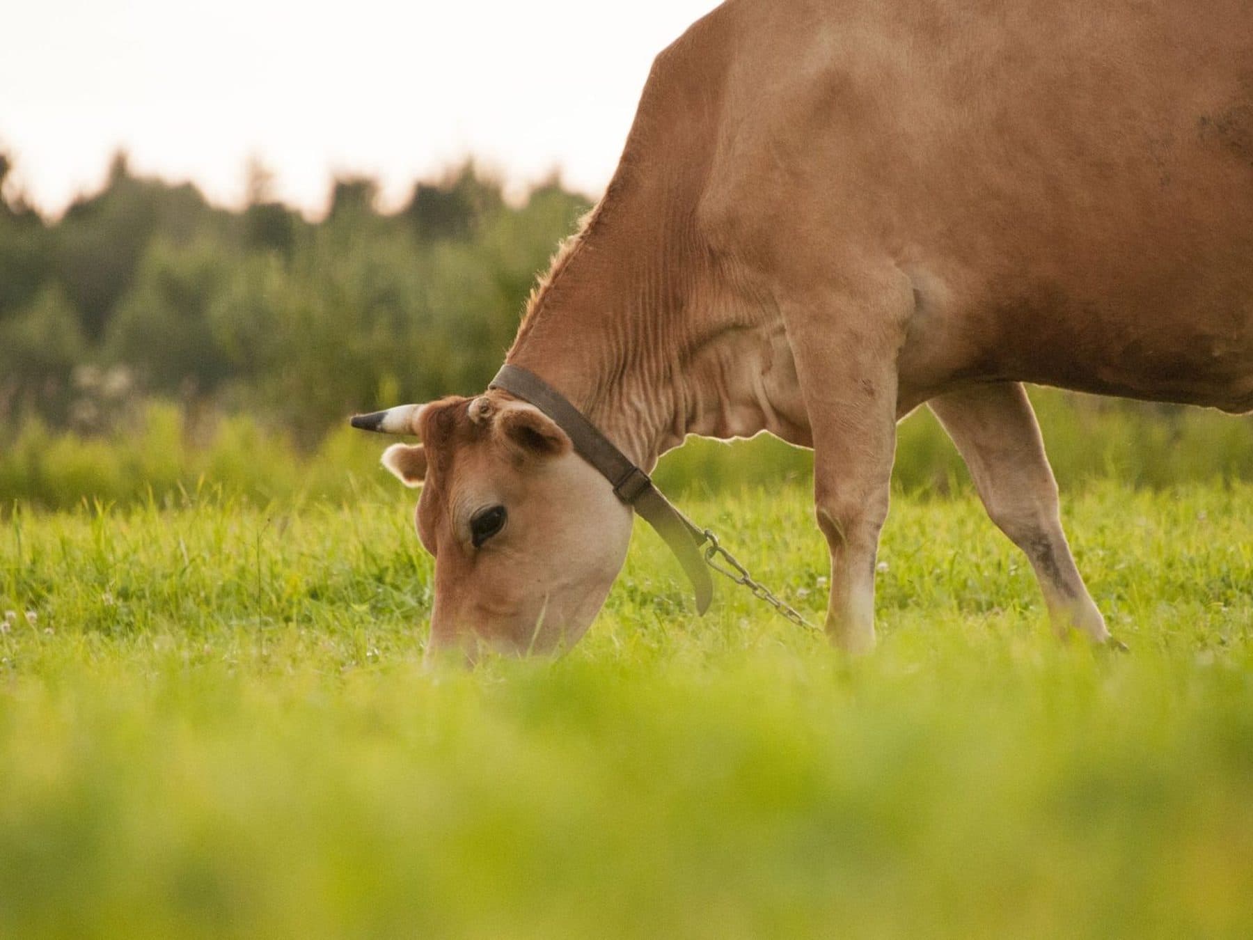 Indian cows grazing on a green pasture with a herder