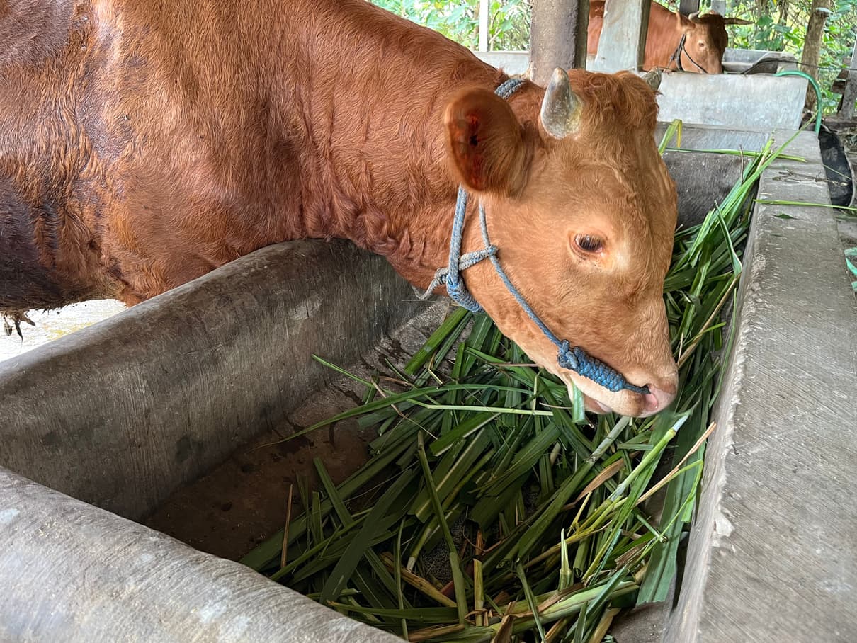 Cow eating fresh green fodder on a farm