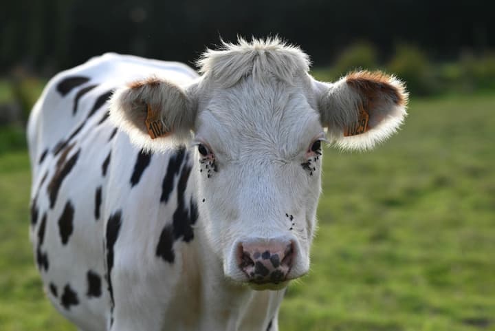 Calf eating fresh green leaves on a farm