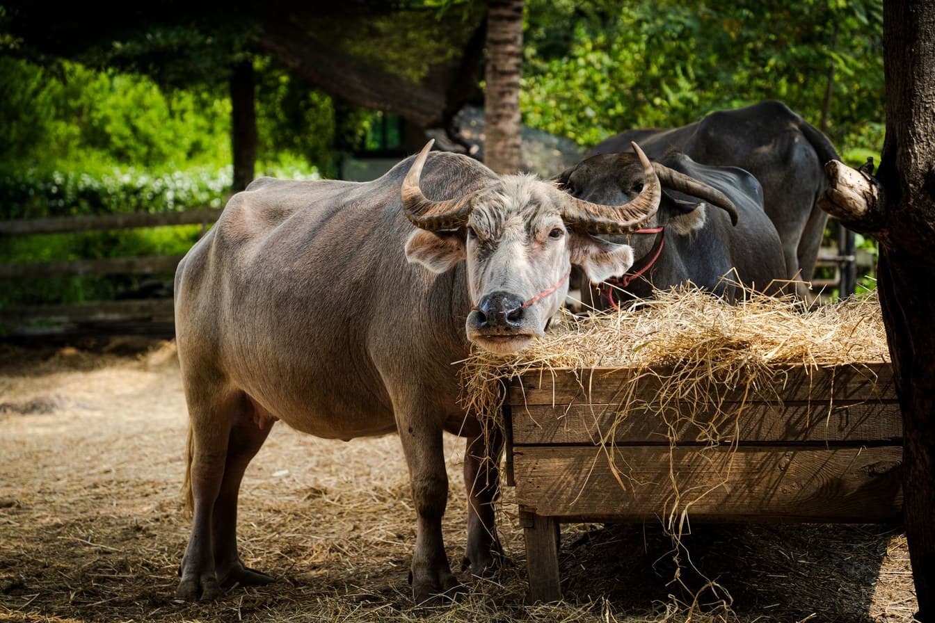 Buffalo eating grass in a green meadow